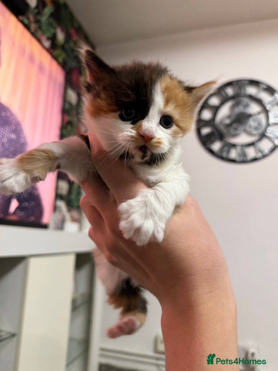British Longhair cats for sale: 6 beautiful lovable friendly kittens - Image 24