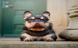 French Bulldog dogs for stud: Wire Hair Frenchie READY FOR STUD!!! Lock in Now!! - Image 4