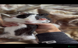 Guinea Pig rodents for sale: LONG HAIRED GUINEA PIGS 2 Boys 1 Girl - Image 5