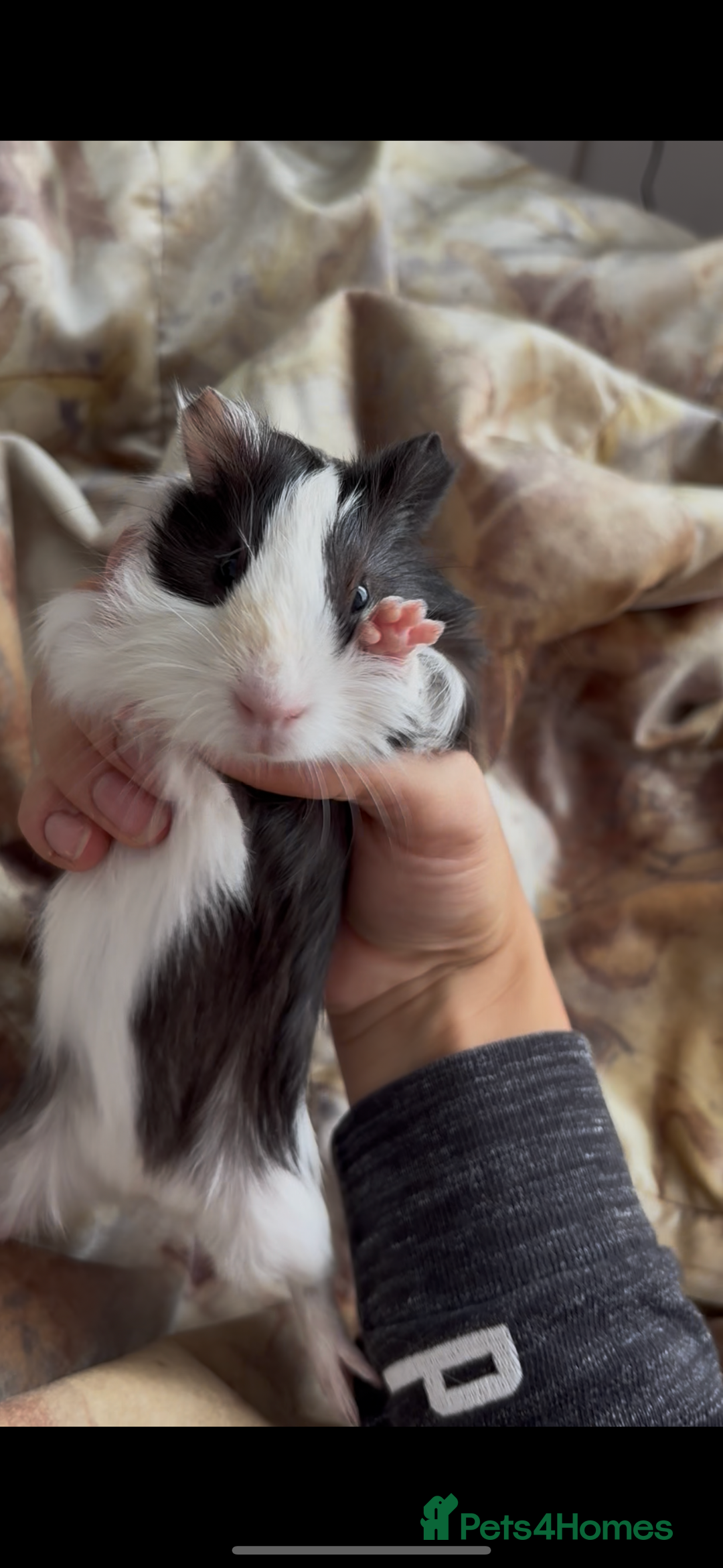 Guinea Pig rodents for sale: LONG HAIRED GUINEA PIGS 2 Boys 1 Girl - Image 5
