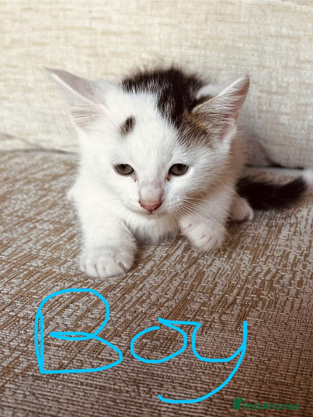 Mixed Breed cats for sale: Cute child-friendly kittens - Image 3