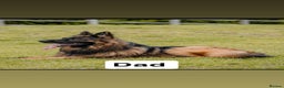 German Shepherd dogs for sale: German shepherd puppies Amber blood line  - Advert 3