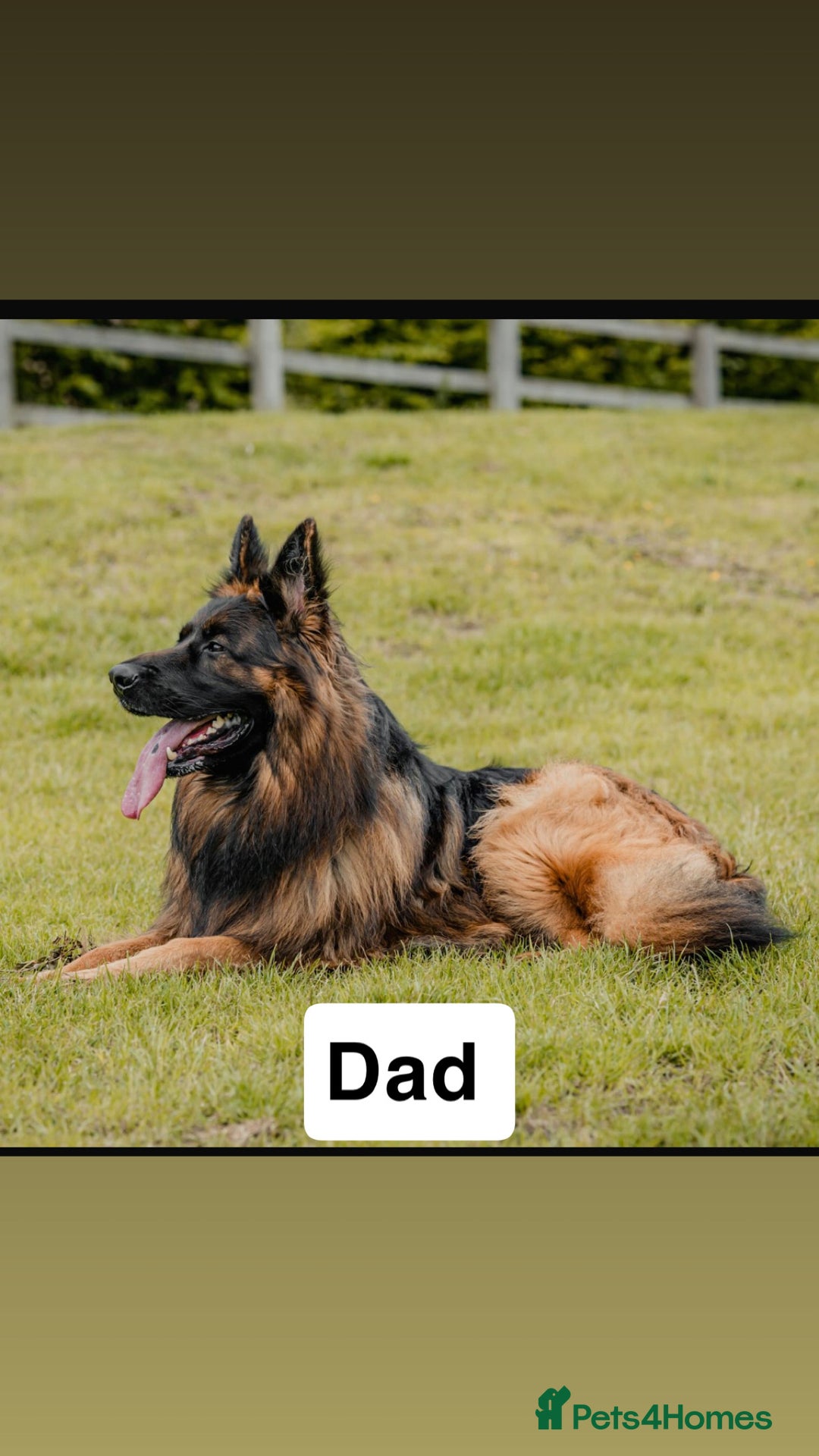 German Shepherd dogs for sale: German shepherd puppies Amber blood line  - Advert 3