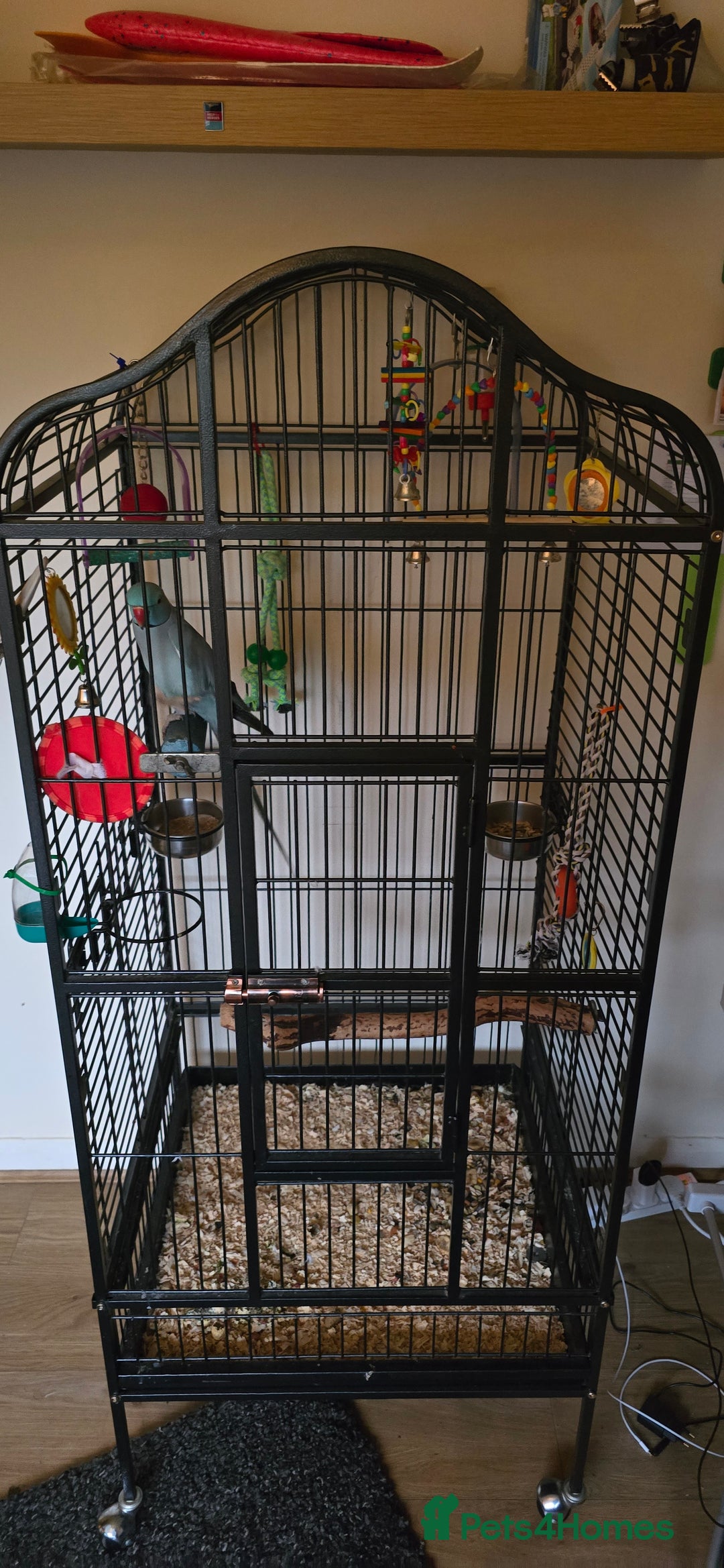 Ringnecks birds for sale: Ringneck Parrot. Rare Blue Colour & Cage - Advert 2