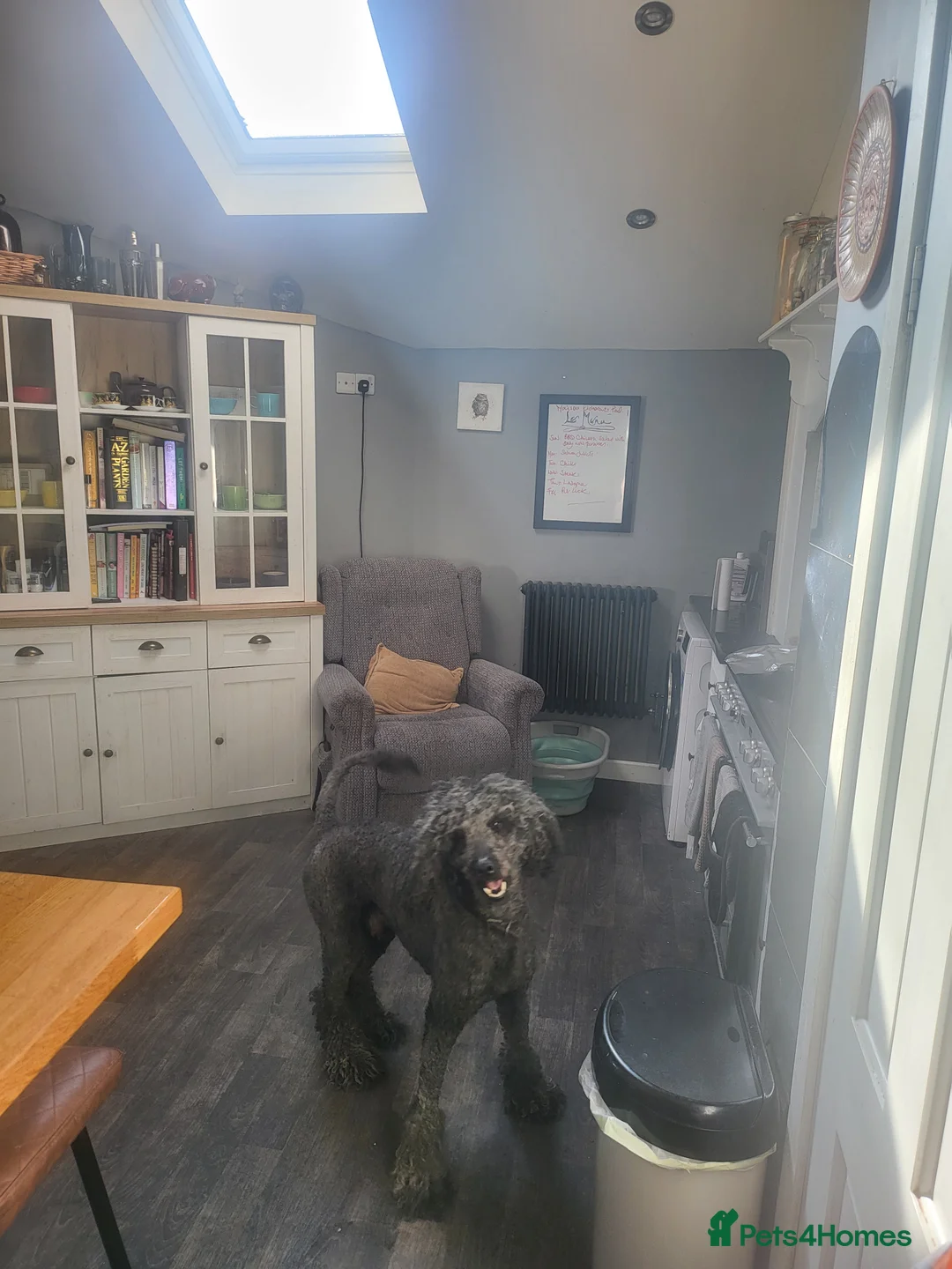 Poodle dogs for stud: Standard poodle  - Advert 4