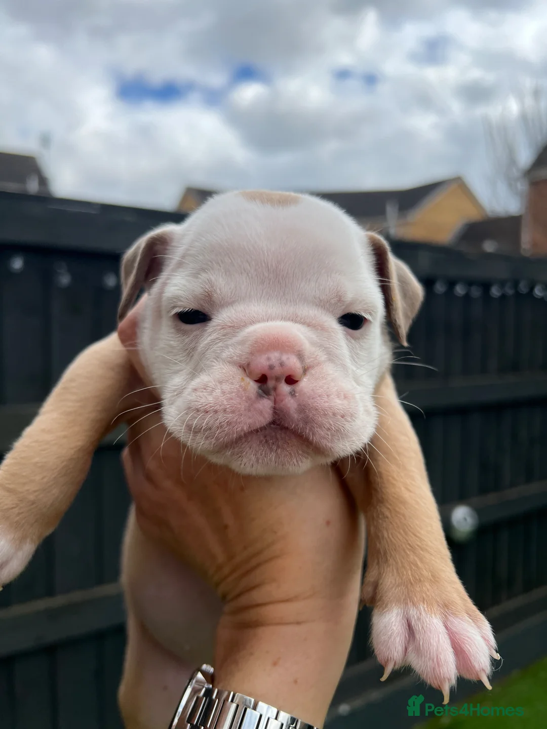 Old Tyme Bulldog dogs for sale: 8 Chunky beautiful Old Tyme Bulldog Puppies  - Advert 38