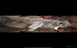 British Longhair cats for sale: British long hair  - Advert 5