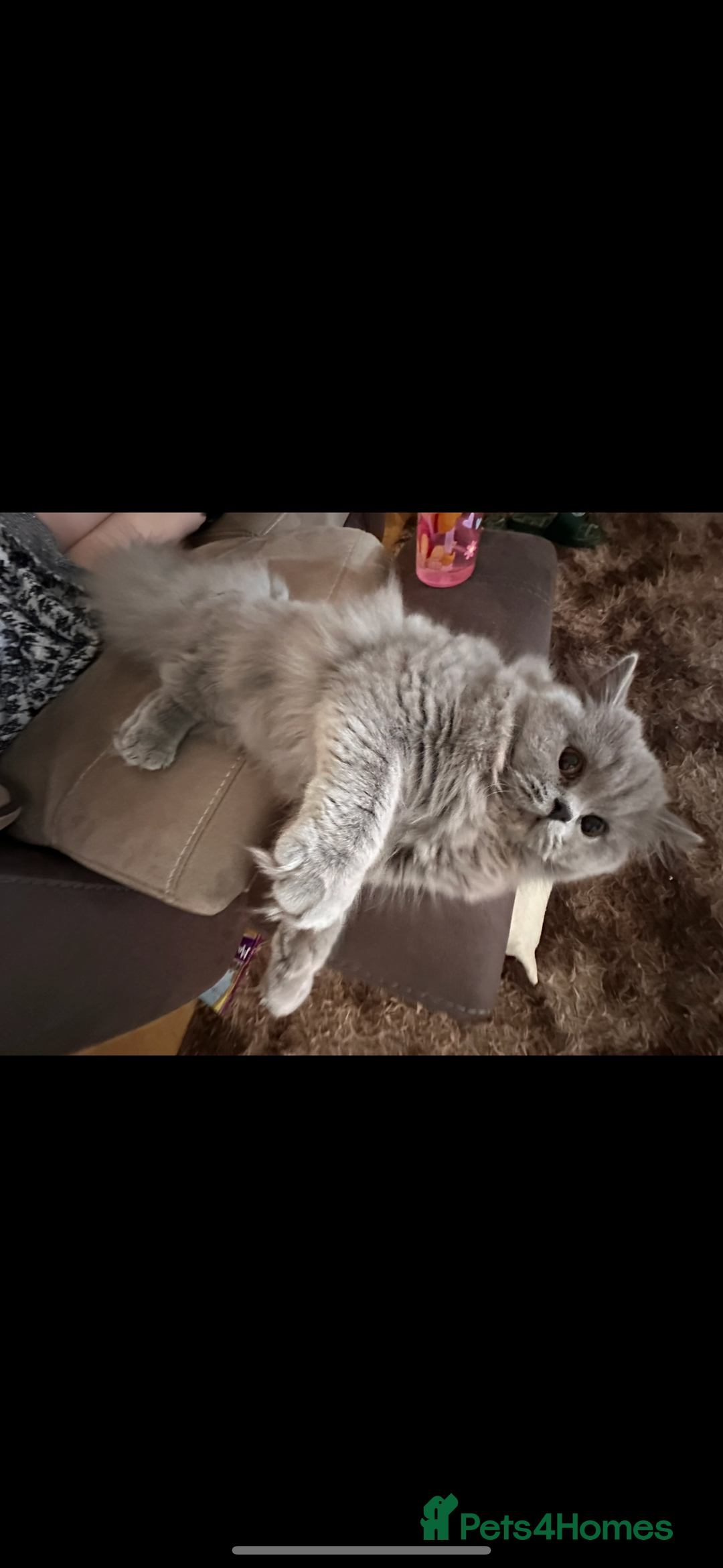 British Longhair cats for sale: British long hair  - Advert 5