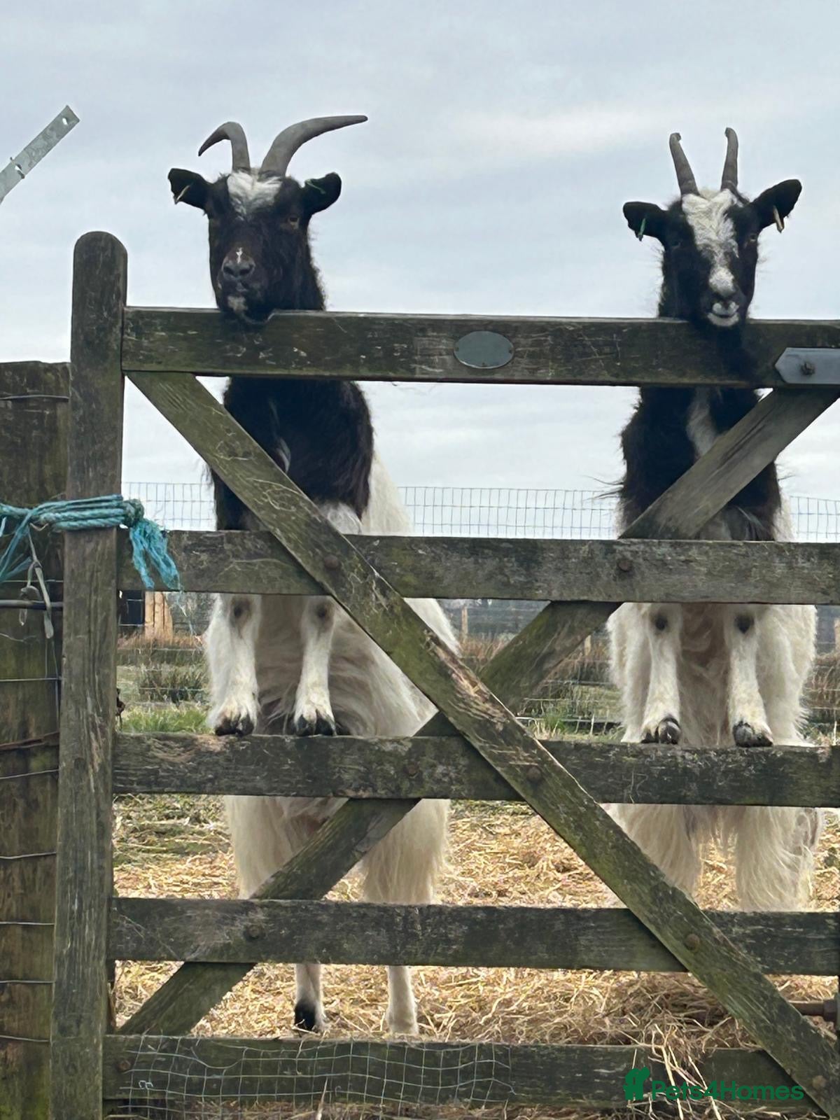 Goats livestock Pygmy goats  - Advert 4