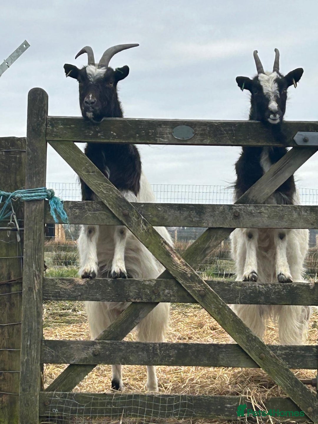 Goats livestock for sale: Pygmy goats  - Advert 1