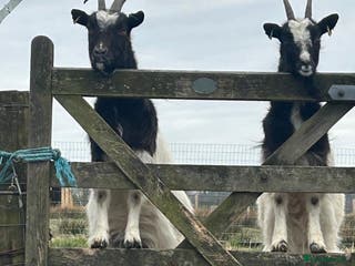 Goats livestock Pygmy goats - Advert 2