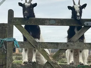 Goats livestock Pygmy goats - Advert 12