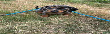 Miniature Dachshund 1