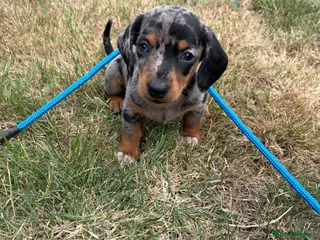 Miniature Dachshund dogs Miniature Dachshund Puppies - Advert 16