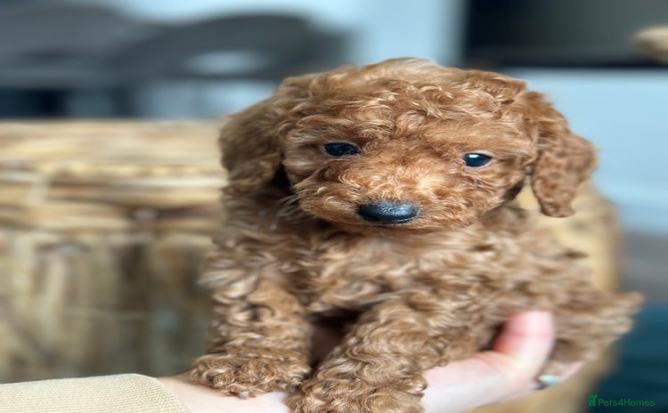 Miniature Poodle dogs - Advert 1