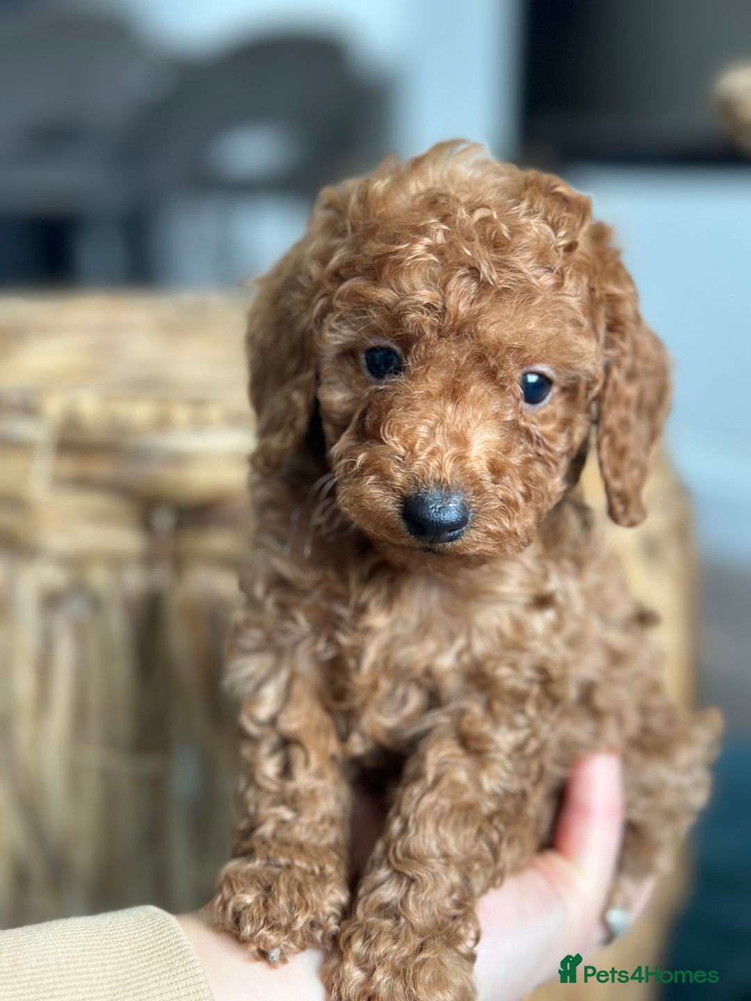 Miniature Poodle dogs for sale: 🐾 Beautiful KC 🦊 Red Miniature Poodle Puppies 🐾 - Image 1