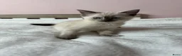 Ragdoll cats for sale: Ragdoll female kitten in Great Yarmouth - Advert 3