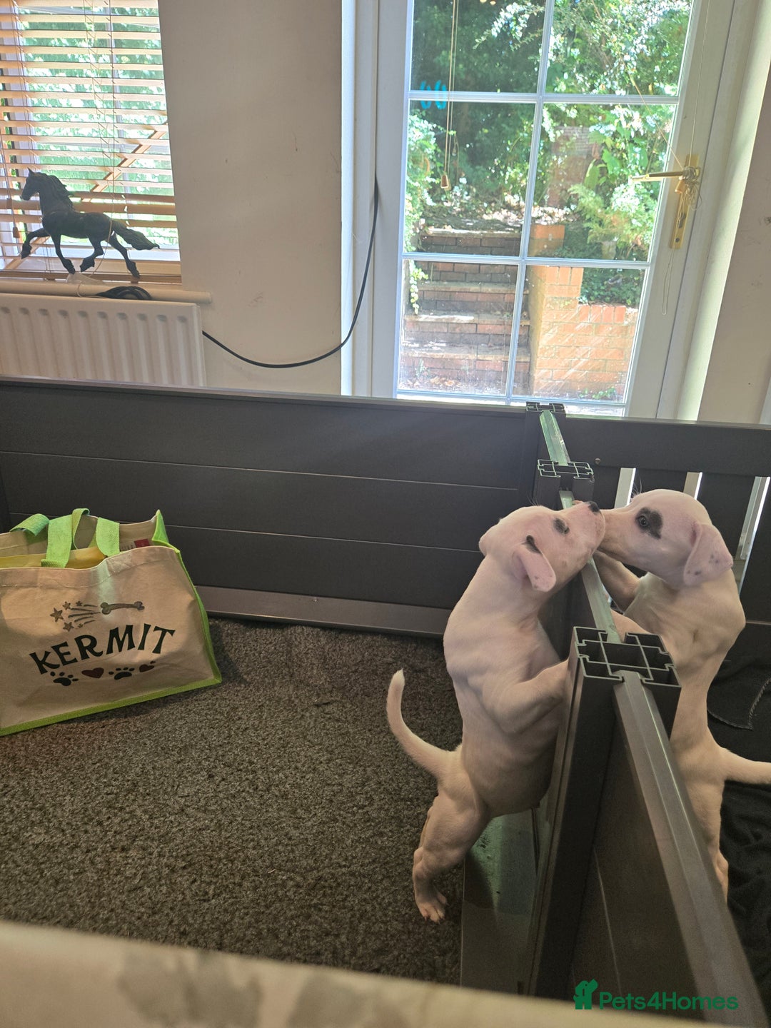Staffordshire Bull Terrier dogs for sale: VERY RARE TOP QUALITY WHITE BLUE PIED STAFFORD BOY - Image 7