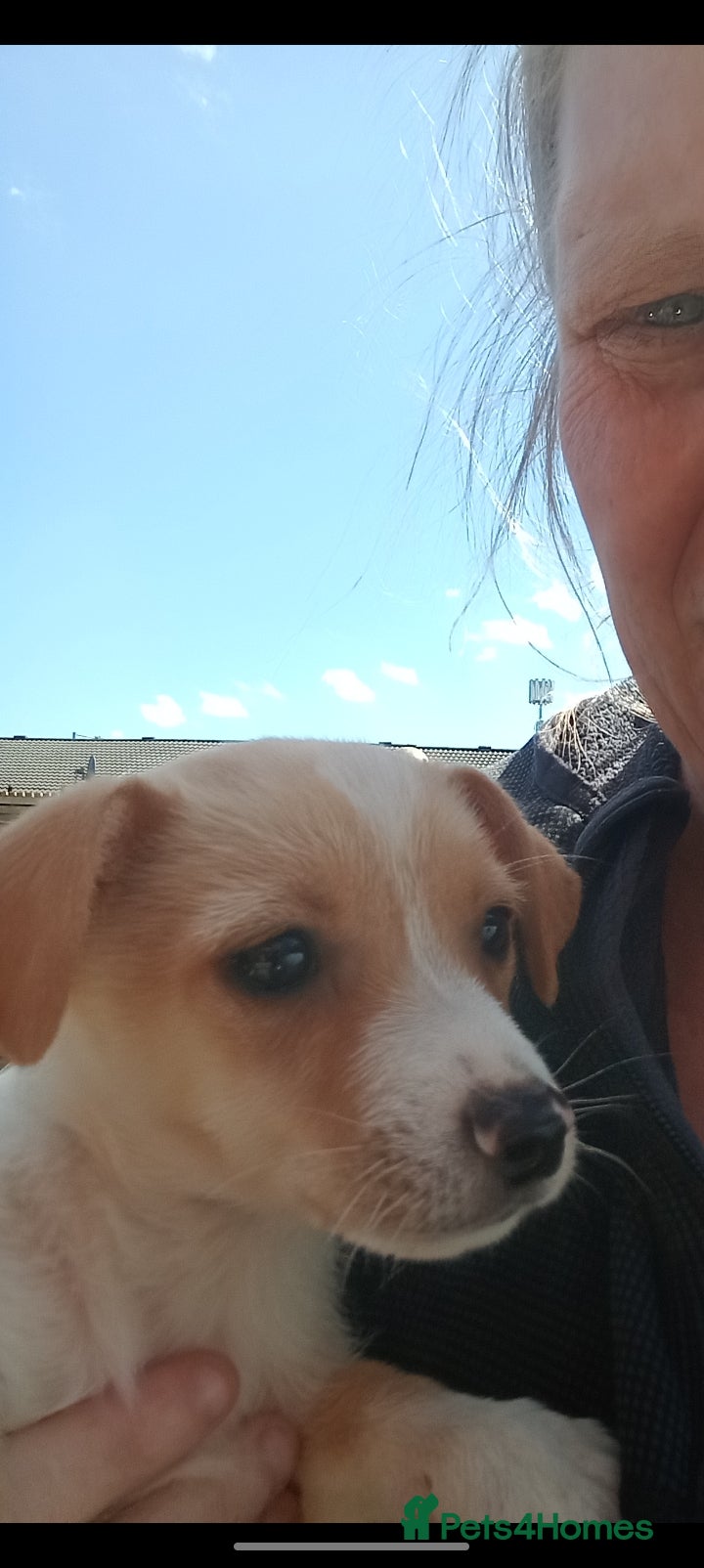 Chipoo dogs Gorgeous jackawawa puppies  - Advert 2