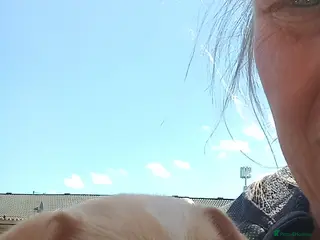 Chipoo dogs Gorgeous jackawawa puppies - Advert 2