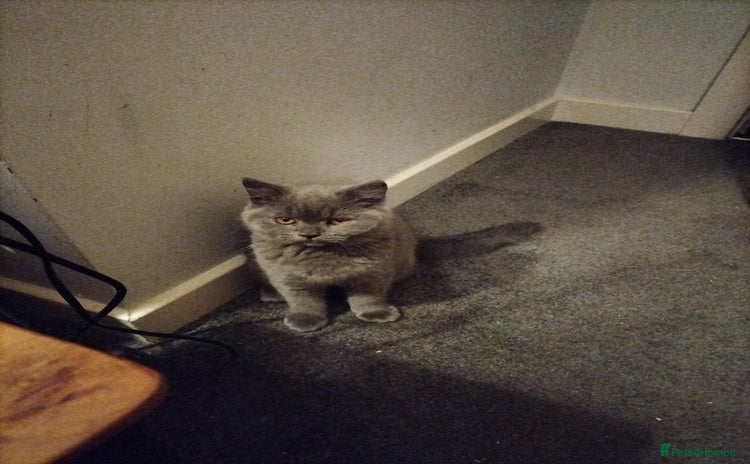 British Shorthair cats - Advert 2