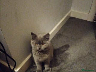 British Shorthair cats - Advert 24