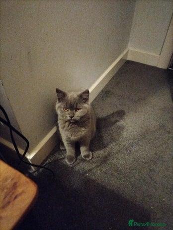 British Shorthair cats - Advert 13