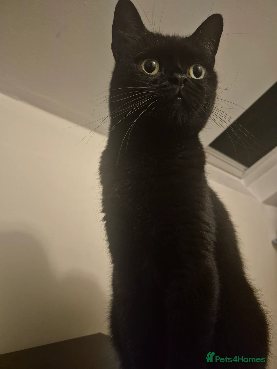 Sphynx cats for sale: Black 3 year old cat looking for a forever home. in London - Advert 2