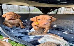 Hungarian Vizsla dogs for sale: Fantastic KC Hungarian Vizsla Puppies! in Rugby - Image 21