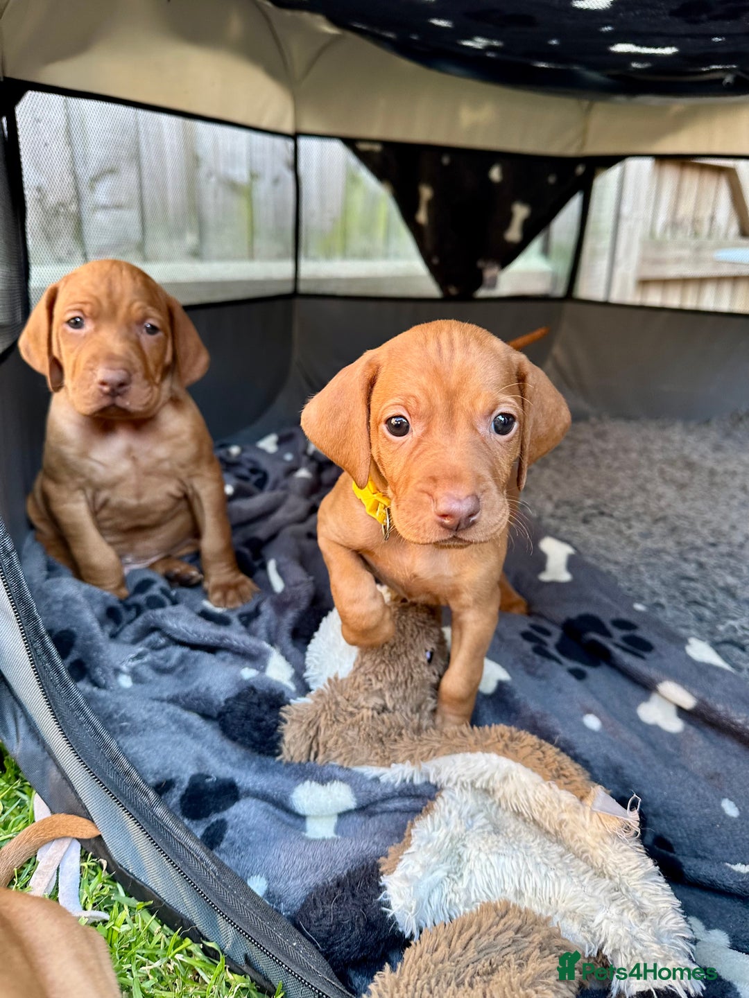 Hungarian Vizsla dogs for sale: Fantastic KC Hungarian Vizsla Puppies! in Rugby - Image 21