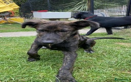 Mixed Breed dogs for adoption: Holly needs a perfect home for Christmas - Image 11