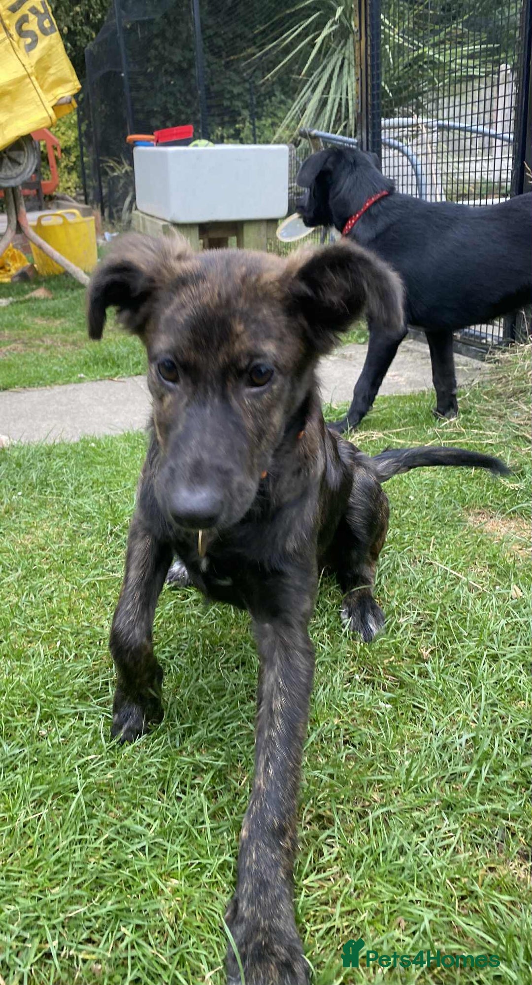 Mixed Breed dogs for adoption: Holly needs a perfect home for Christmas - Image 11