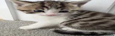 Tabby Kitten 2 girl 