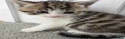 Domestic Shorthair cats for sale: Kittens forsale  - Advert 6