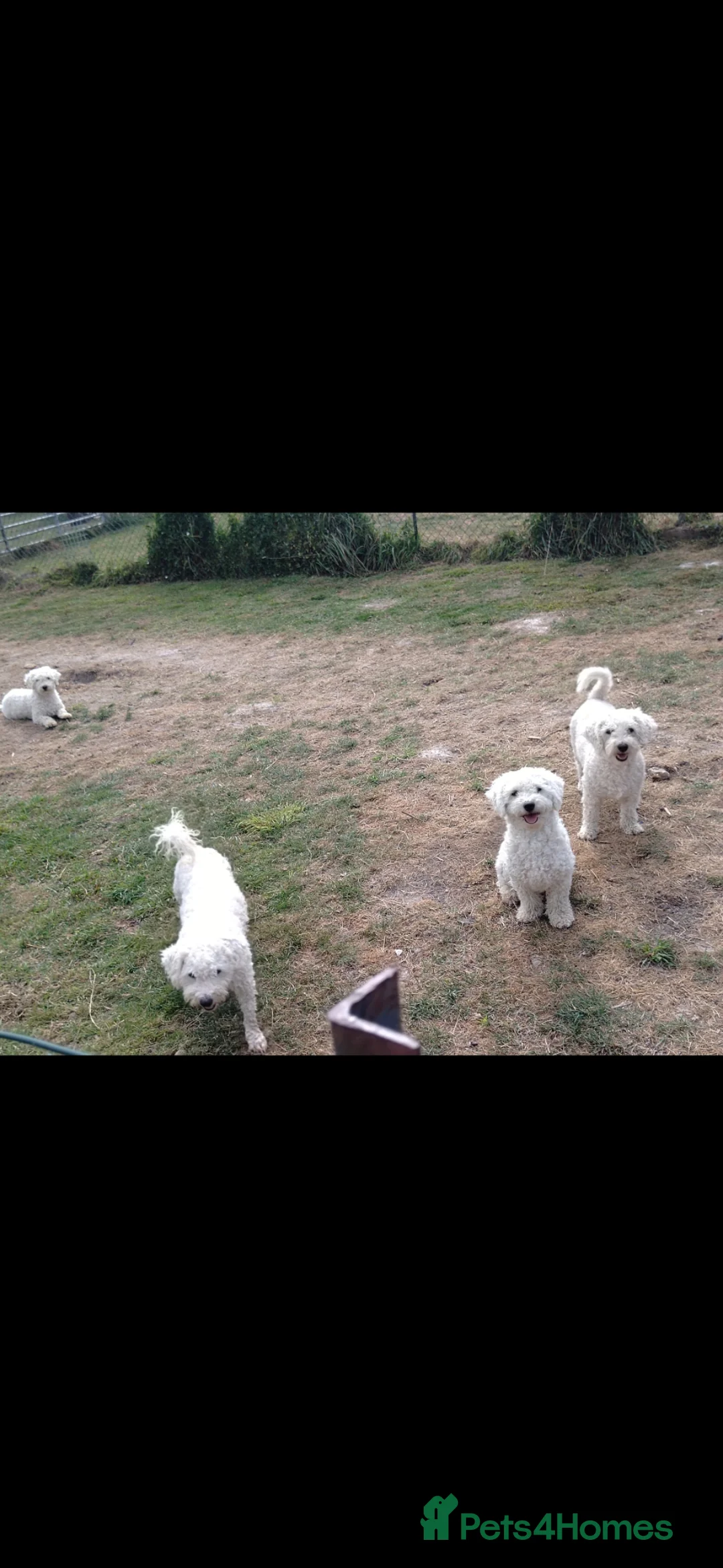 Bichon Frise dogs for sale: One beautiful bichon girl pup - Advert 11