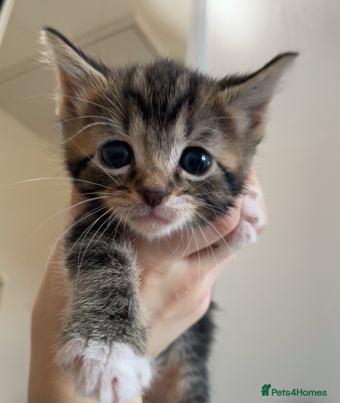 Mixed Breed cats LAST TABBY GIRL LEFT - Advert 1