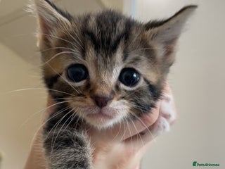 Mixed Breed cats LAST TABBY GIRL LEFT - Advert 1