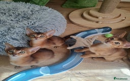Abyssinian cats for sale: Beautiful Abyssinian Kittens - Image 11