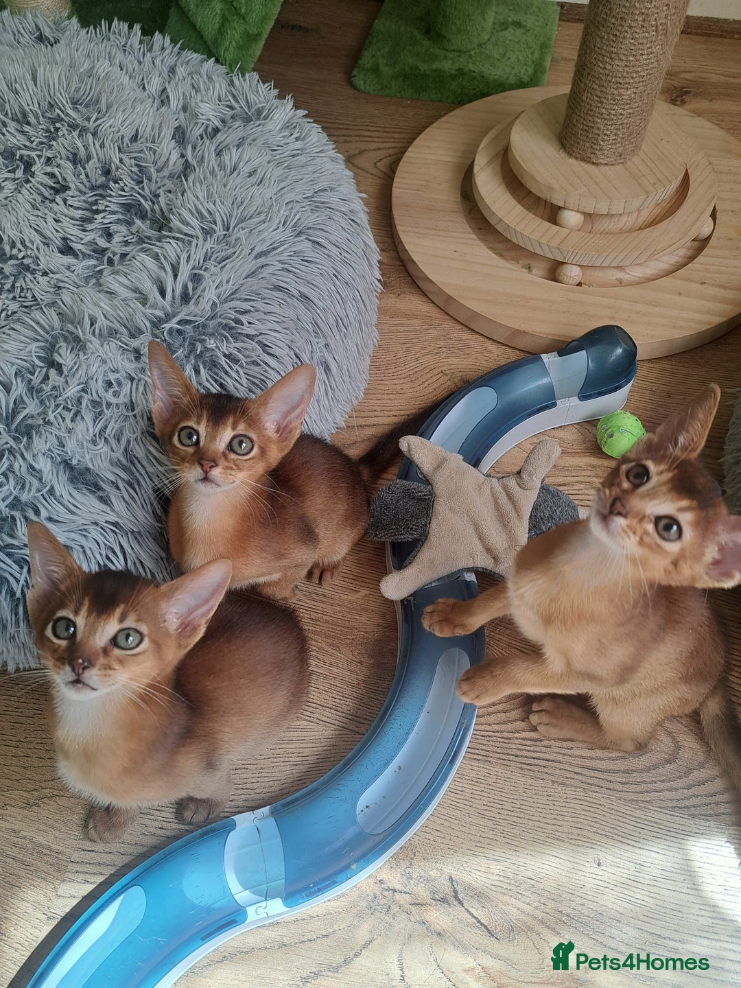 Abyssinian cats for sale: Beautiful Abyssinian Kittens - Image 11