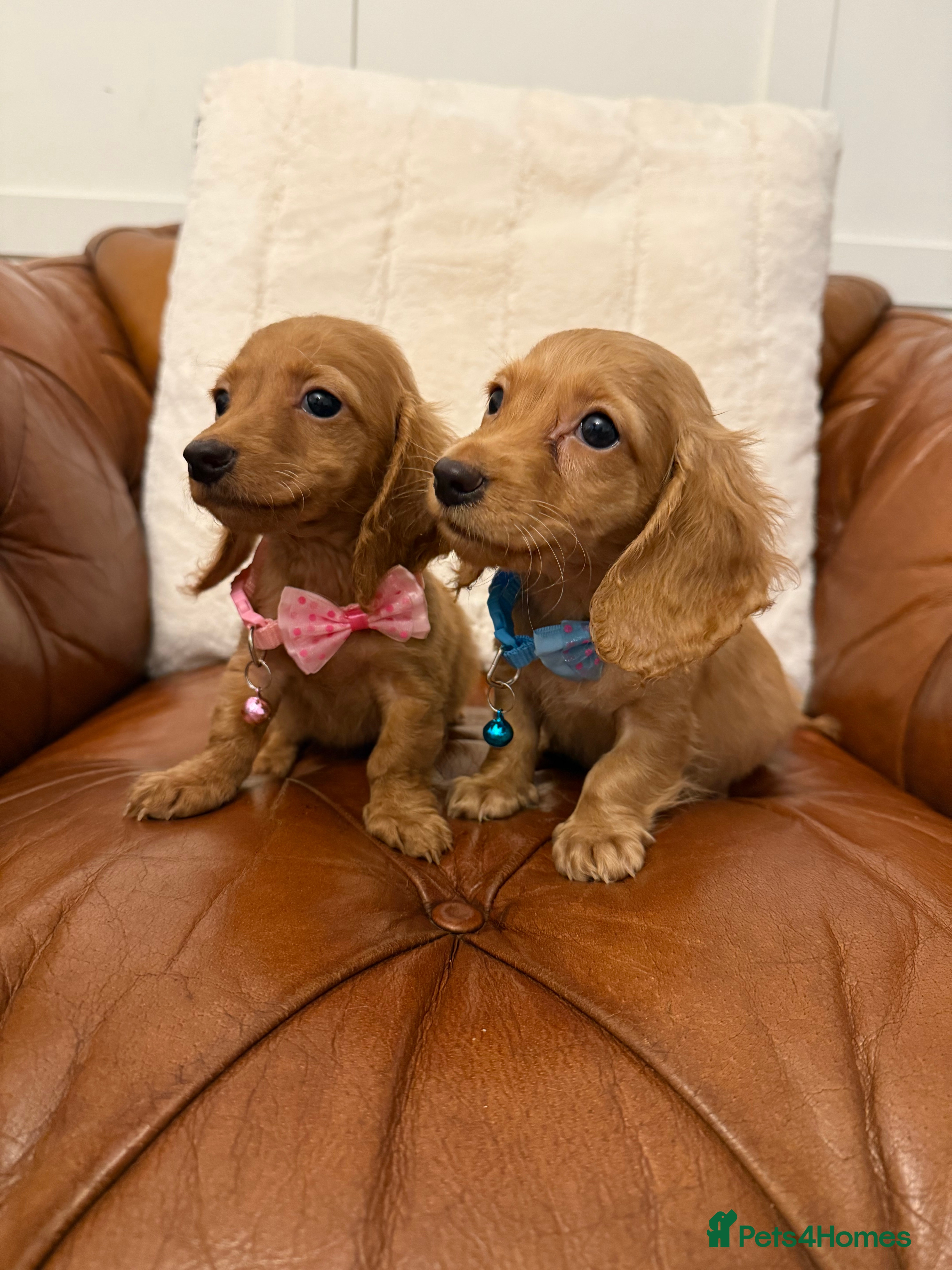 Miniature Dachshund dogs Beautiful Cream Longcoats Miniature Dachshund  - Advert 9