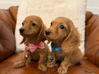Miniature Dachshund dogs Beautiful Cream Longcoats Miniature Dachshund - Advert 9