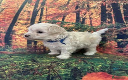 Maltipoo dogs for sale: Korean maltipoo puppies - Image 7