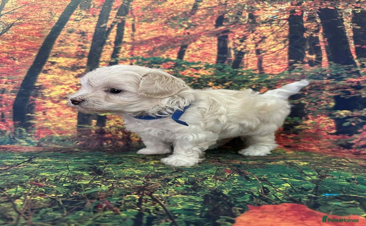 Maltipoo dogs - Advert 9