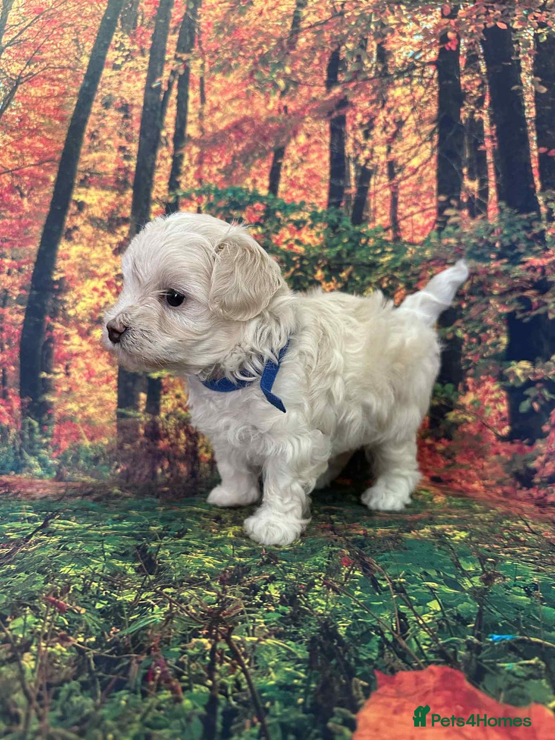 Maltipoo dogs for sale: Korean maltipoo puppies - Image 7