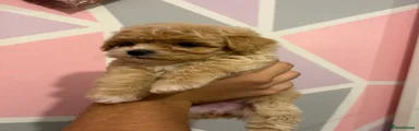 Maltipoo 4