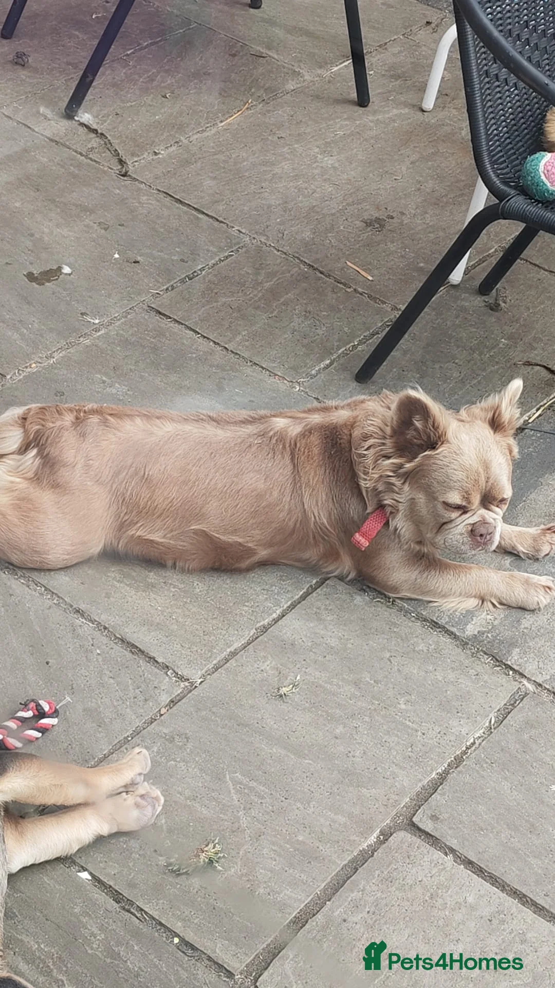 French Bulldog dogs for sale: Fluffy frenchie for Rehome  - Advert 2
