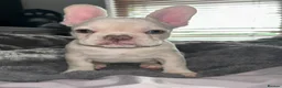 French Bulldog dogs for sale: Frenchie puppies available - Advert 7
