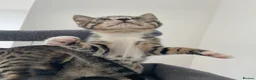 Bengal cats for sale: Bengal X Ready NOW - Advert 5