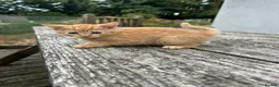 Mixed Breed cats for sale: Ginger Kittens for sale! Ready now!  - Advert 10