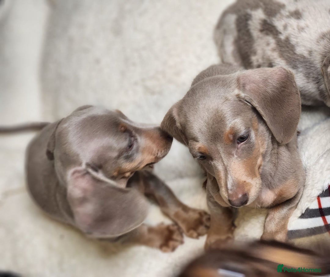 Miniature Dachshund dogs for sale: miniature dachshund - Image 6